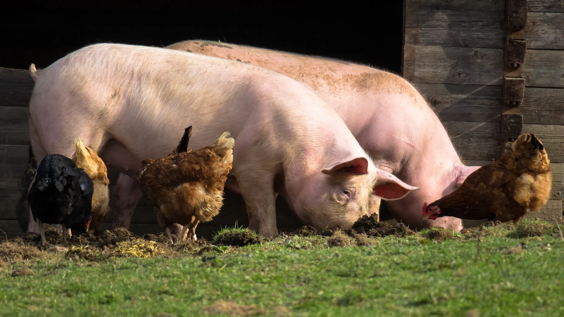 Glückliche HÜhner und Schweine